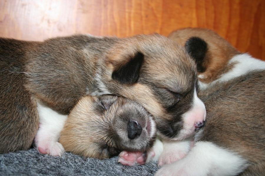 Puppies